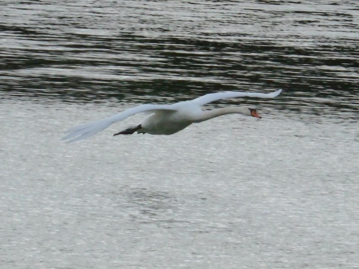 Vila Les Cygnes Au Bord Du Loing Montigny-sur-Loing Exteriér fotografie