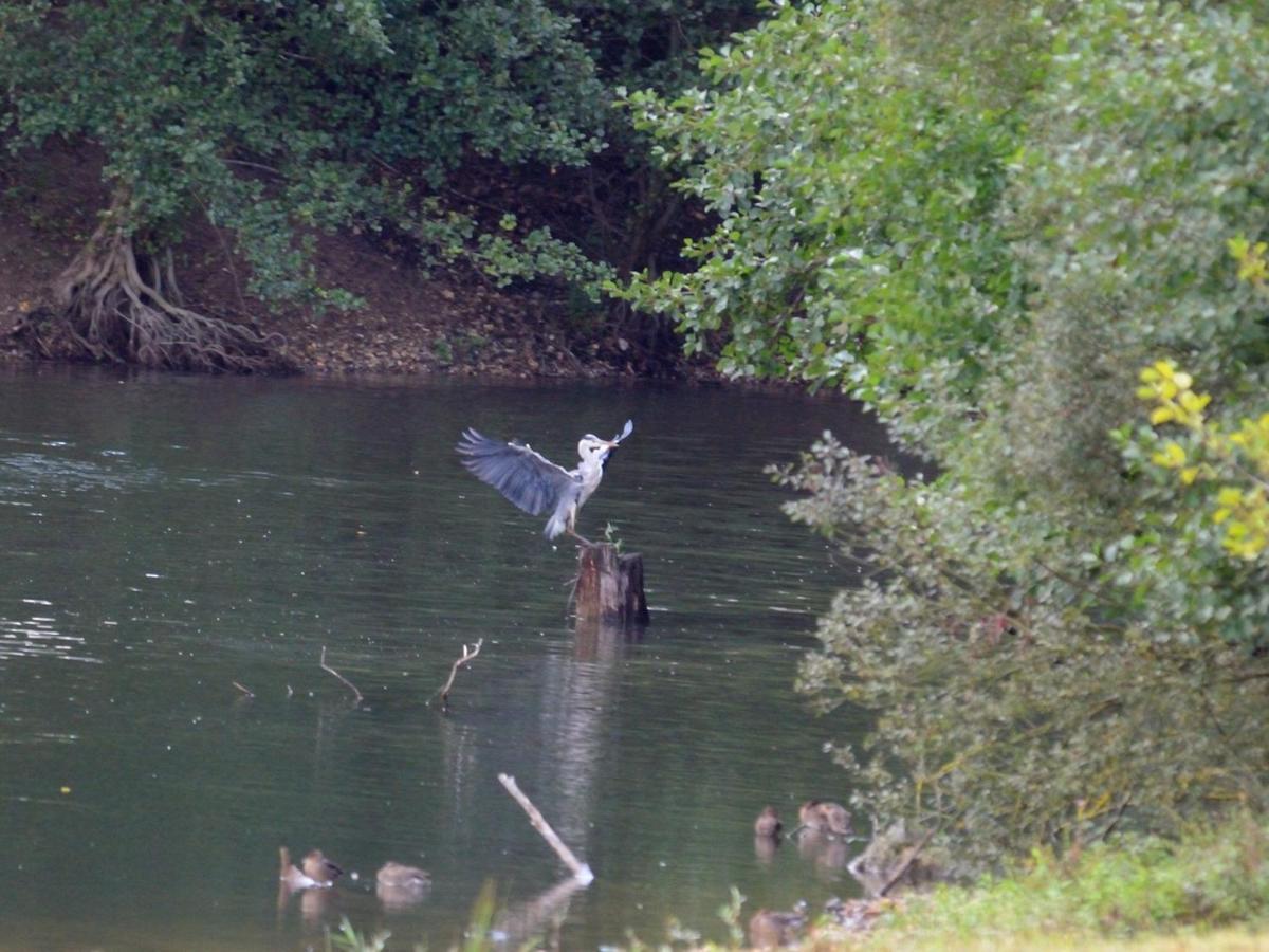 Vila Les Cygnes Au Bord Du Loing Montigny-sur-Loing Exteriér fotografie