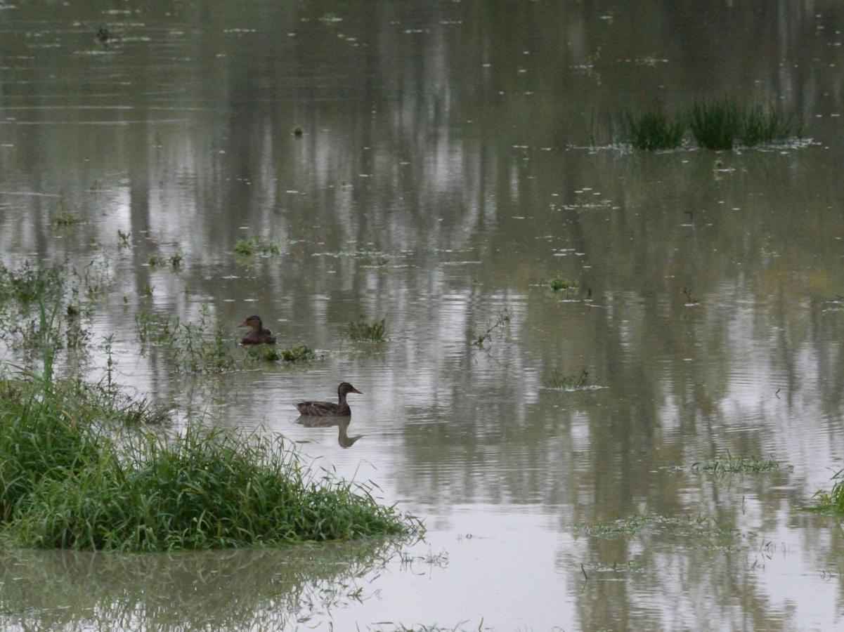 Vila Les Cygnes Au Bord Du Loing Montigny-sur-Loing Exteriér fotografie